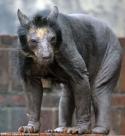 81351_bald_bear_01.