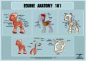 81390_pony_anatomy_101_by_spiritto-d4eqgfs.