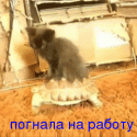 81441_lunapic_136.
