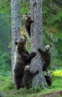 81515_bears-up-a-tree_2500151k.