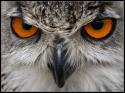 8192Turkmanian_Eagle_Owl_by_cycoze.