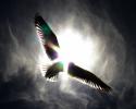 82017_18769313_ptica-baw7a.