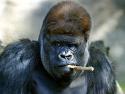 82294_gorilla_uchilka.