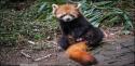 82674_panda-8.