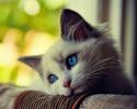 83003_image.