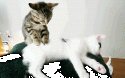 83064_gif_cat_12_17.