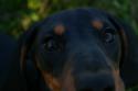 83219_bonya1.