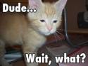 8425dude-wait-what.