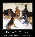 84586_1391505462general_pages_04_february_2014_i845_sobaki_na_akademika_juka.
