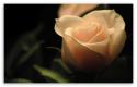 84593_light_orange_rose_2.