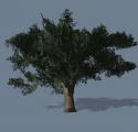 84693_tree1.