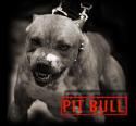 8483PIT_BUL_.