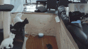 84916_sf_1animal__9_.