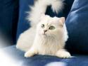 85012_white_cat_800.