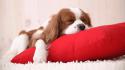 8550sleepy-puppy-1920-1080-5541.