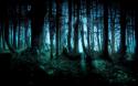 85578_dark-forest_00222748_zps22a68faf2.