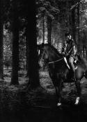 8598bevmoore-horse2.