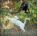 8614cats-251.