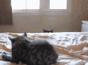 86533_tumblr_m3gzz24FLL1rnogk4o1_250.