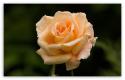 86566_light_orange_rose_1.