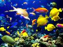 86685_Coral_reef_life_Fish_.