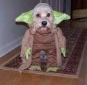 87138_yoda-dog.