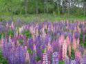 87150_terra-nova-np-lupines.