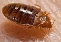 87236_Bedbug_Treatment.