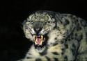 8737snow-leopard.