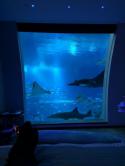 87474_600_my-hotel-room-is-under-water-488.