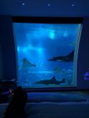 87474_600_my-hotel-room-is-under-water-488.