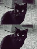 87494_mimimimi.