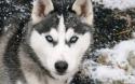 87734_Syberian_Husky_1680x1050_doghusky_ru_007.