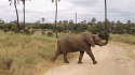 87742_elephant-4.