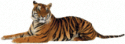 87984_Tiger_gif.