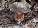 88041_Boletus-aereus-600x450.