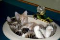 8816cats-122.