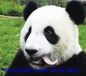 881790_xongmao_4.