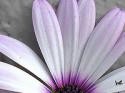 8828flower.