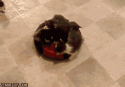 88437_catroomba.