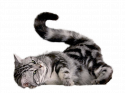 88501_cat_PNG104.