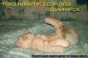 8864koty_5.