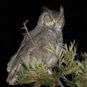 8875horned-owl.