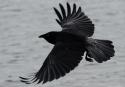 8897Black_Crow_in_flight_by_stockmichelle.