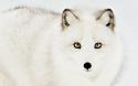 89047_185480__white-fox_p.