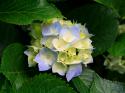 89136_Hydrangeasr.