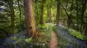 891small-forest-path-1920-1080-5376.