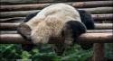 89320_panda-9.