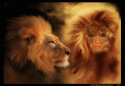 89321_725026_lion.