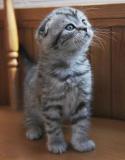 89331_Silver_tabby_Scottish_Fold_Kitten.